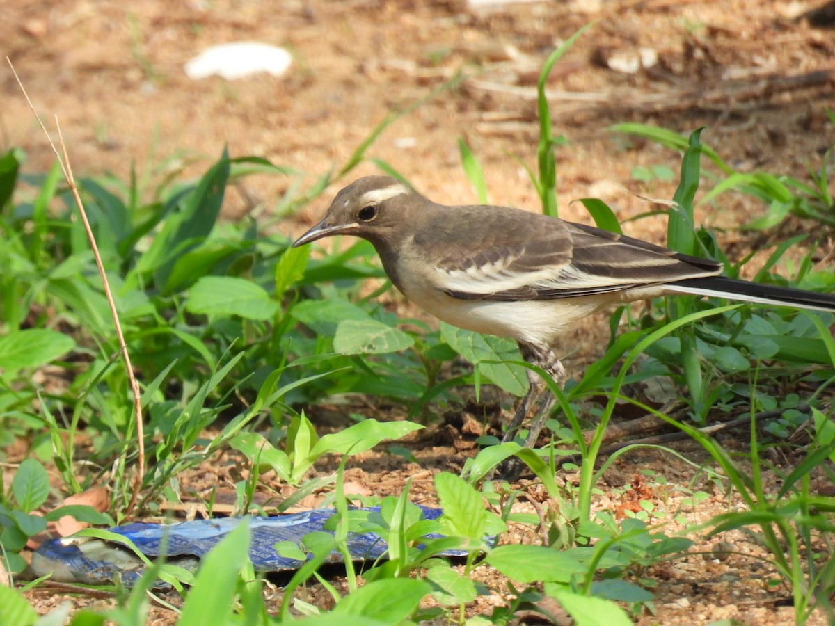 White-browed Wagtail - ML620434358