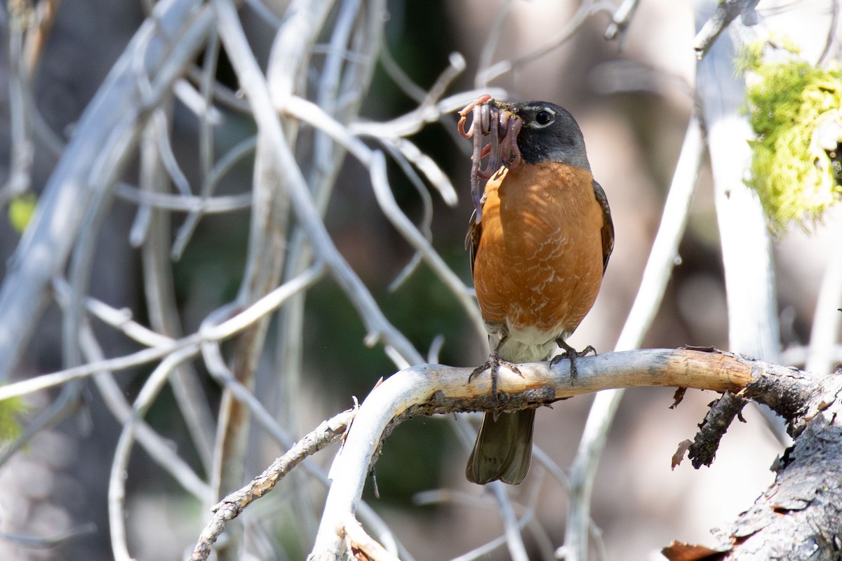 American Robin - ML620434369