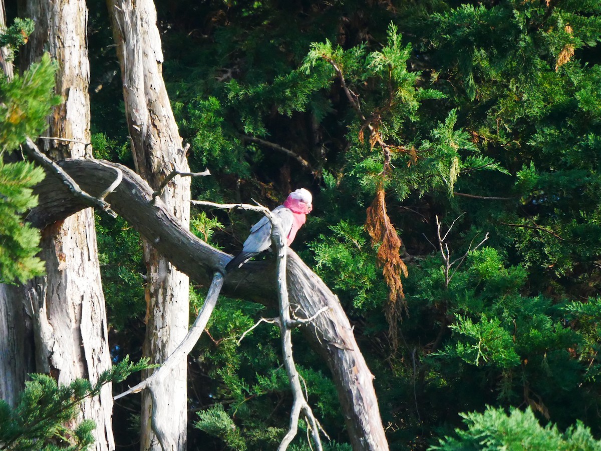 Cacatúa Galah - ML620434378