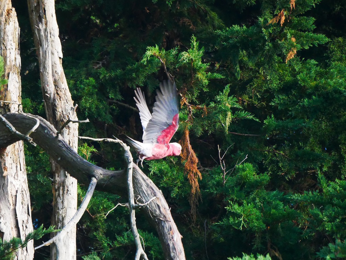 Cacatúa Galah - ML620434379