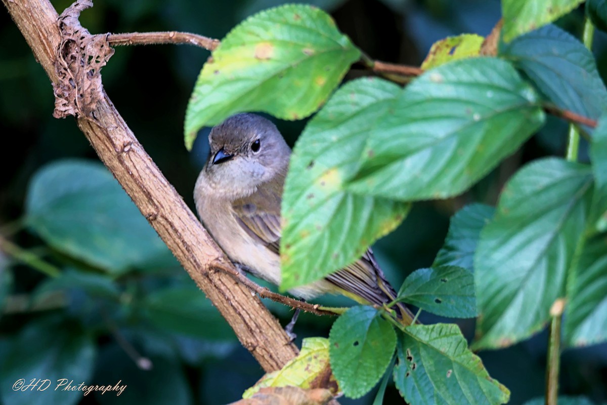 Golden Whistler - ML620434381