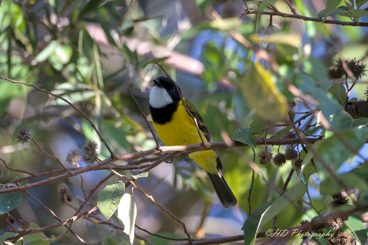 Golden Whistler - ML620434382