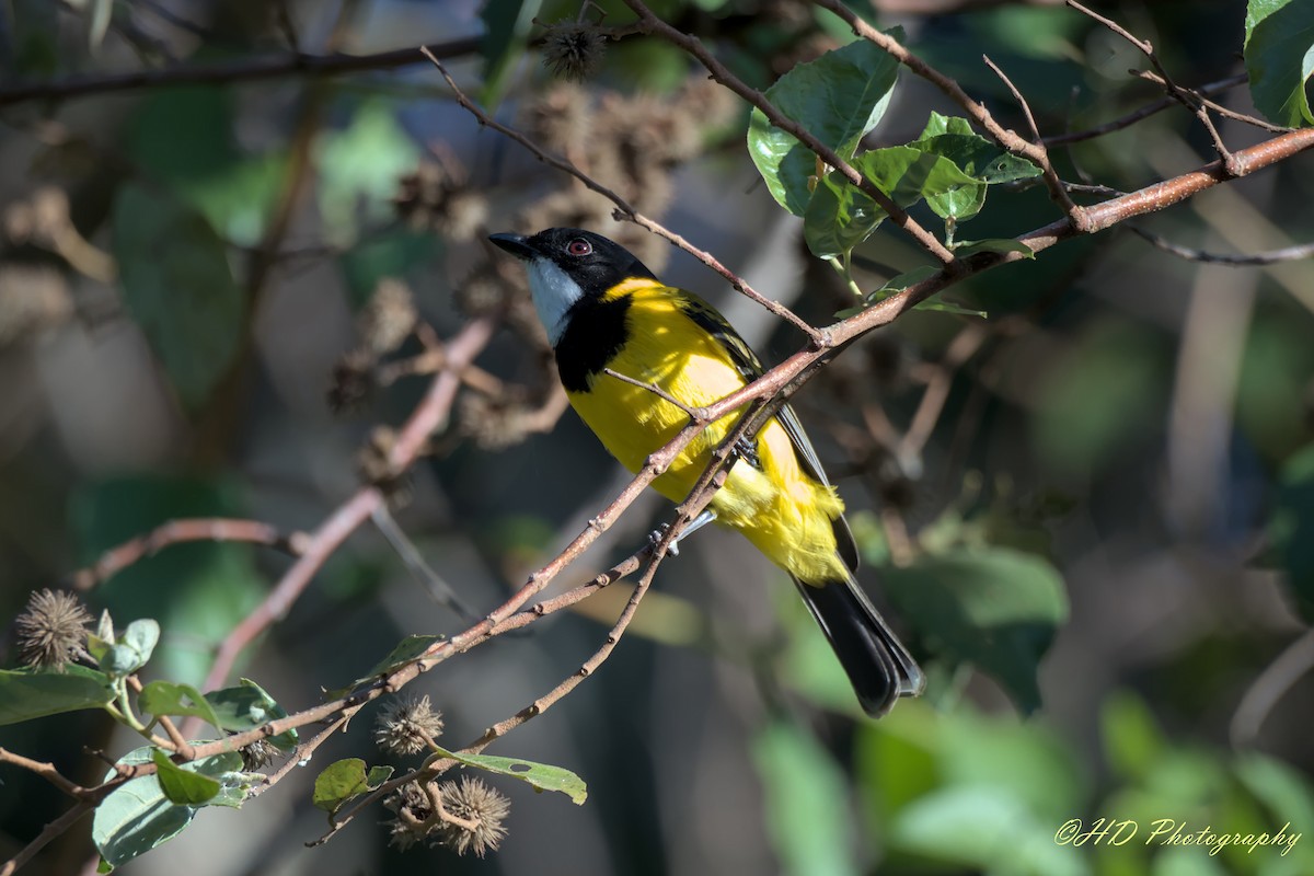 Golden Whistler - ML620434383