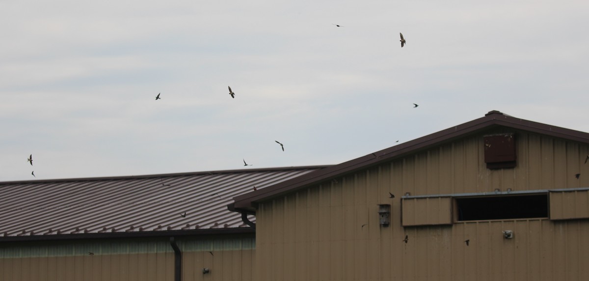 Barn Swallow - ML620434386