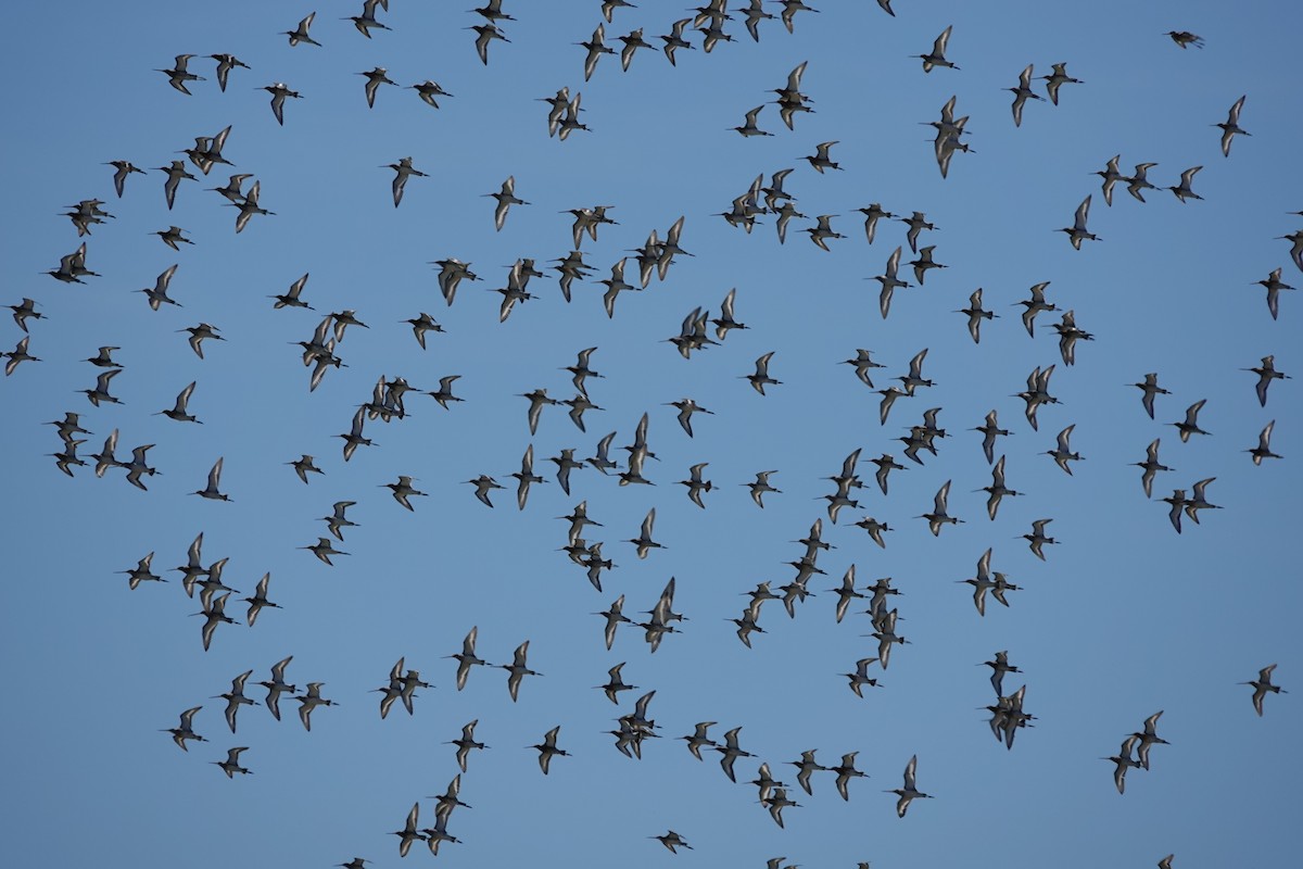 Black-tailed Godwit - ML620434387