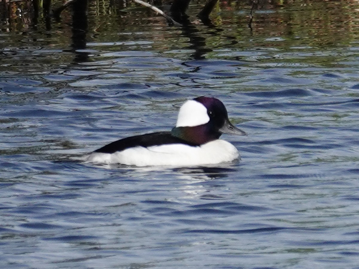 Bufflehead - Barry Reed