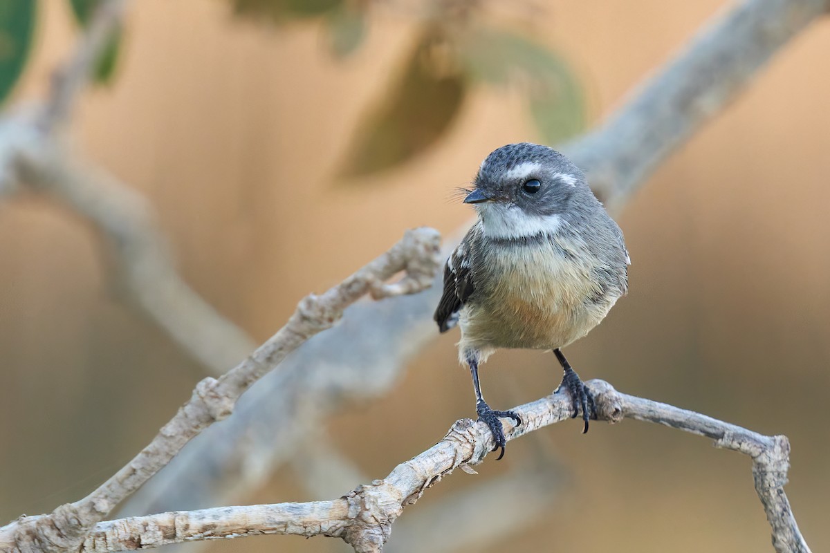 Mangrove Fantail - ML620434393