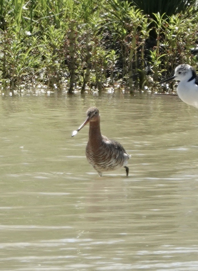 Black-tailed Godwit - ML620434397