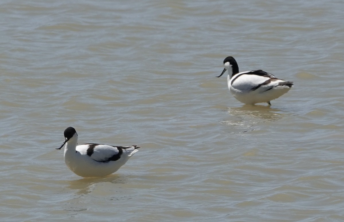 Pied Avocet - ML620434404