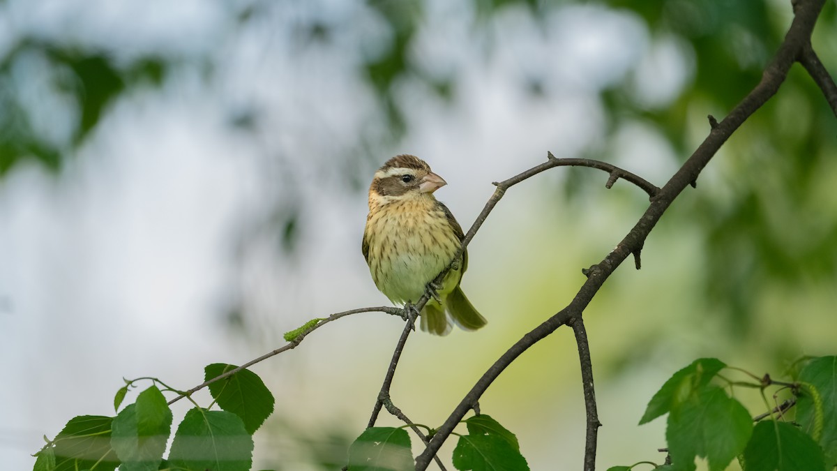 Rose-breasted Grosbeak - ML620434405