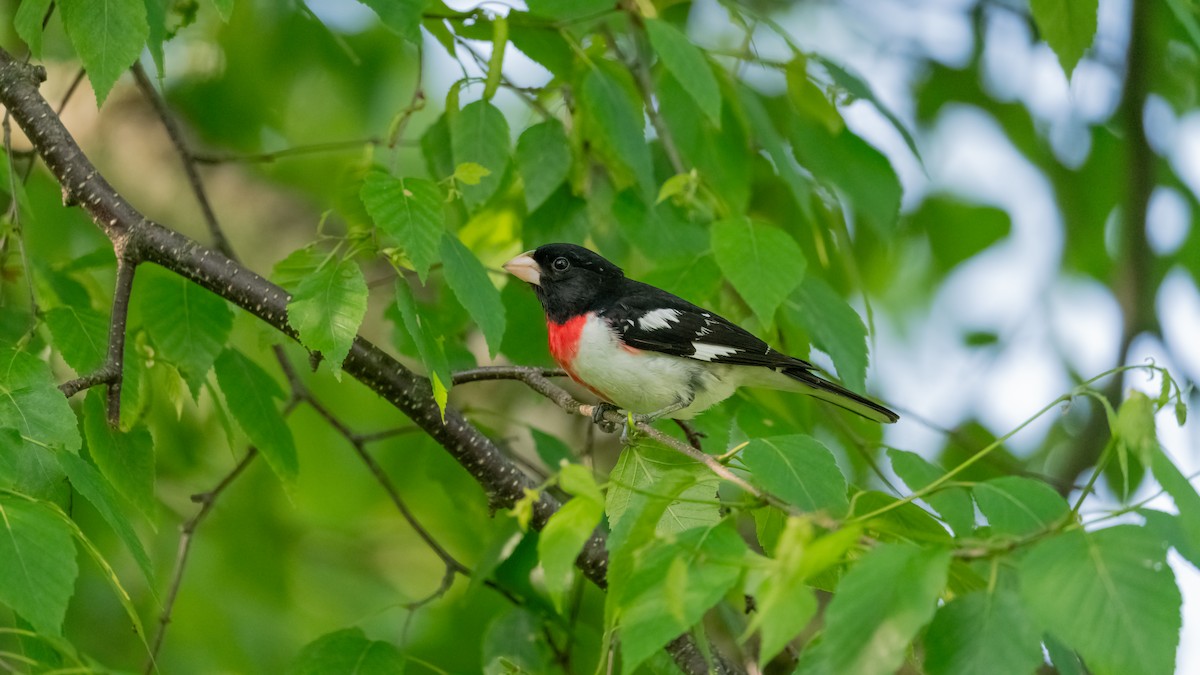 Rose-breasted Grosbeak - ML620434406