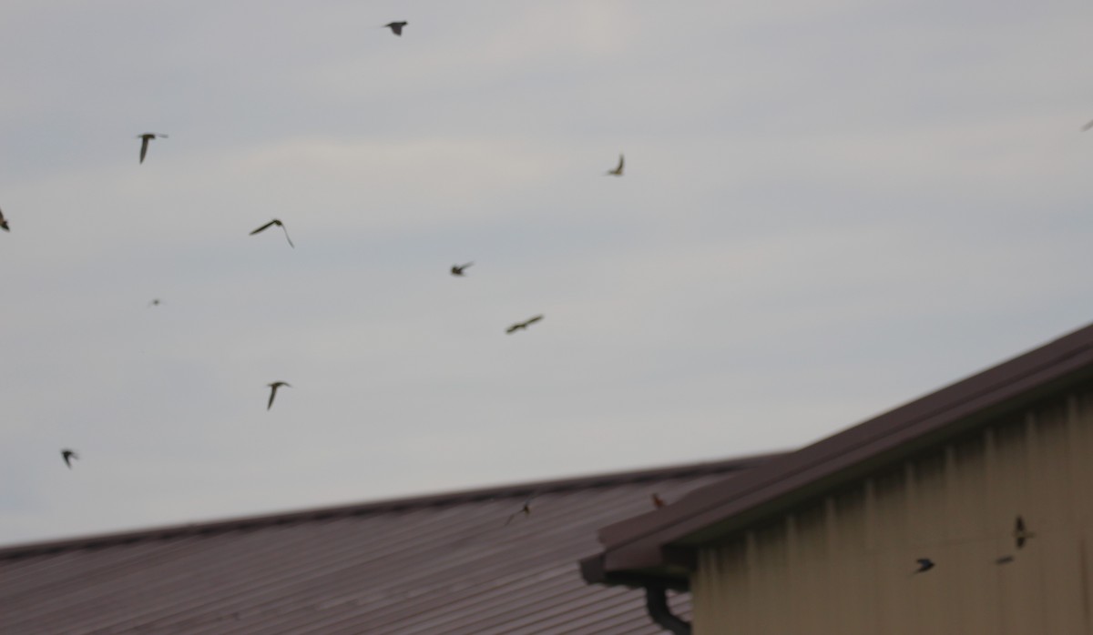 Barn Swallow - ML620434407