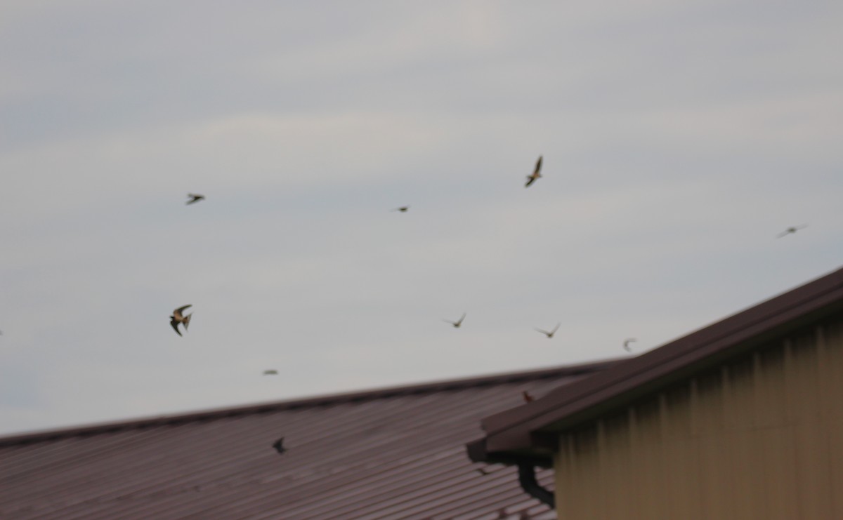 Barn Swallow - ML620434408