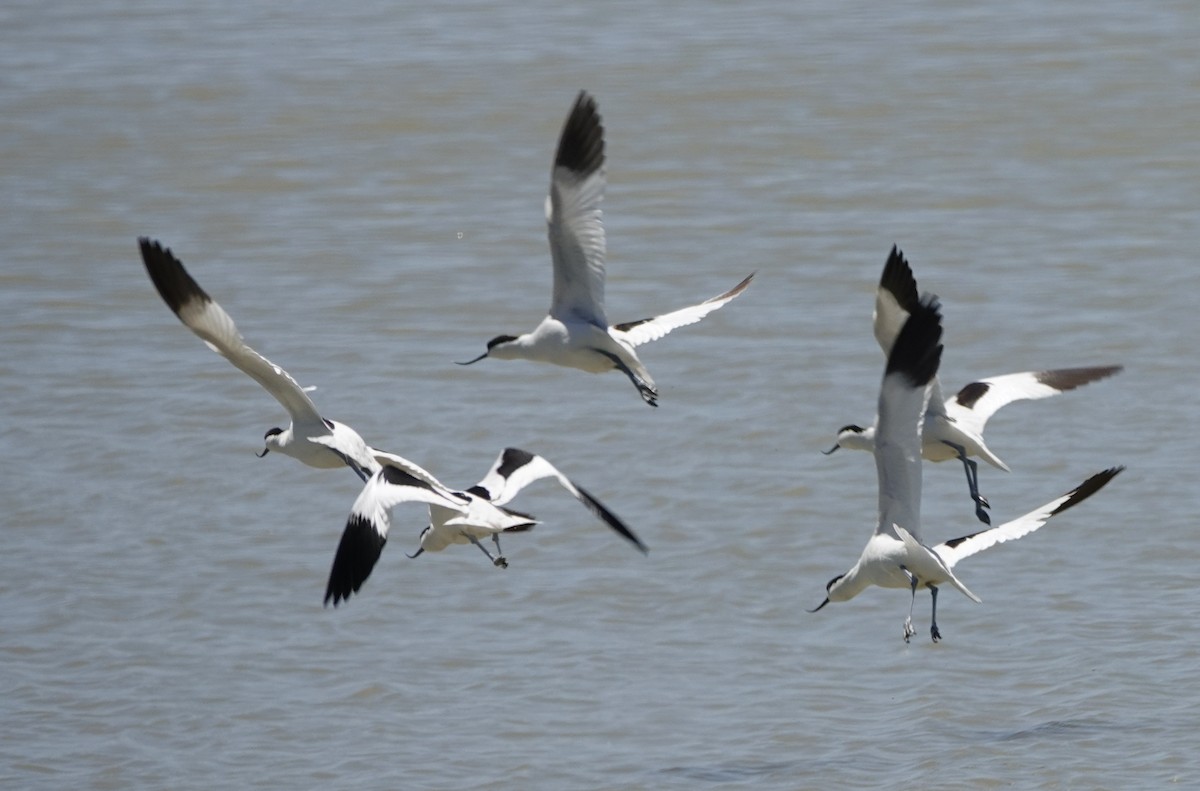 Pied Avocet - ML620434409