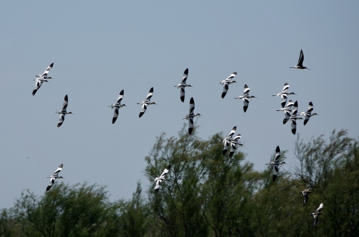 Pied Avocet - Dave Ebbitt