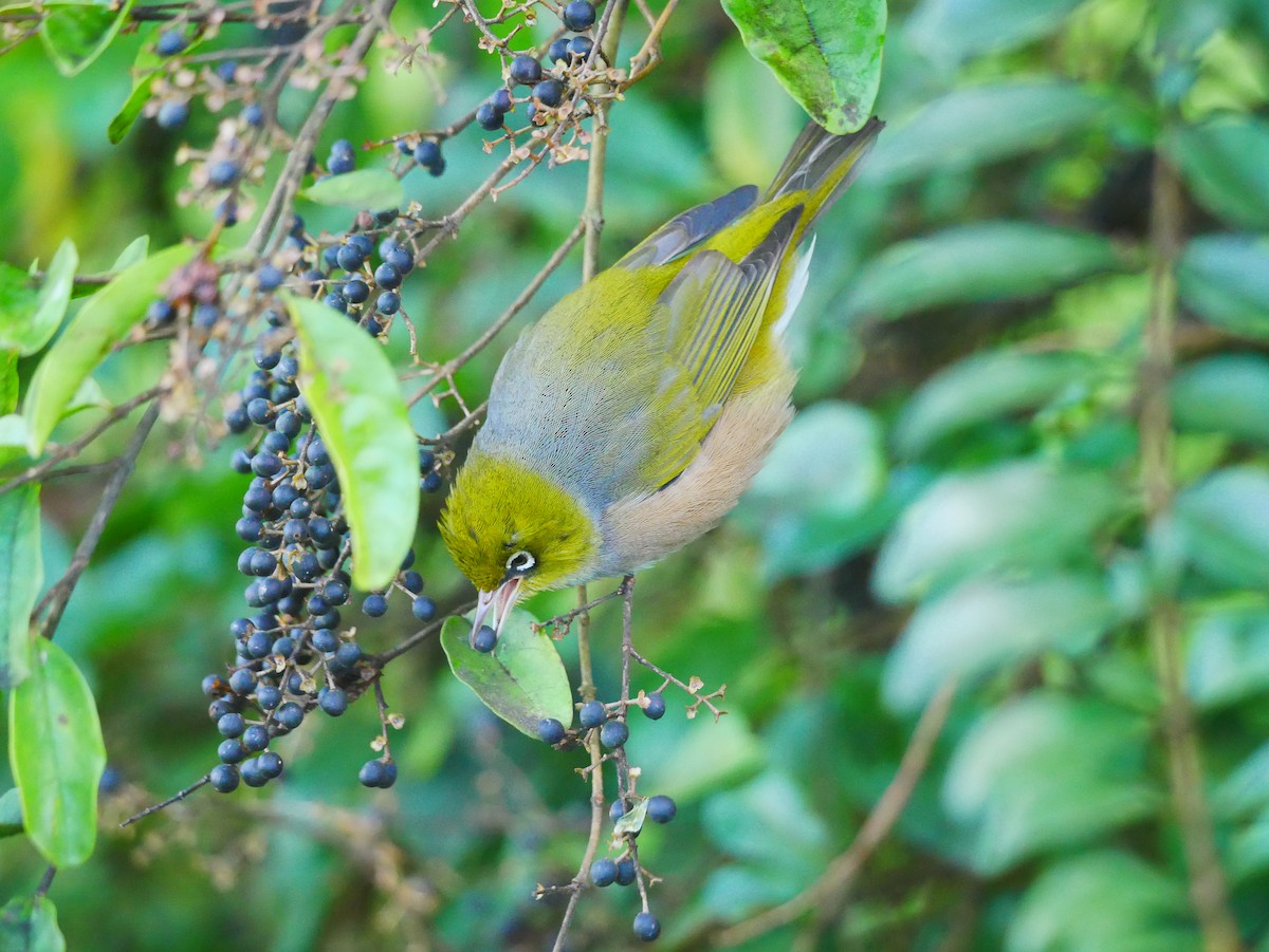 Graumantel-Brillenvogel - ML620434412