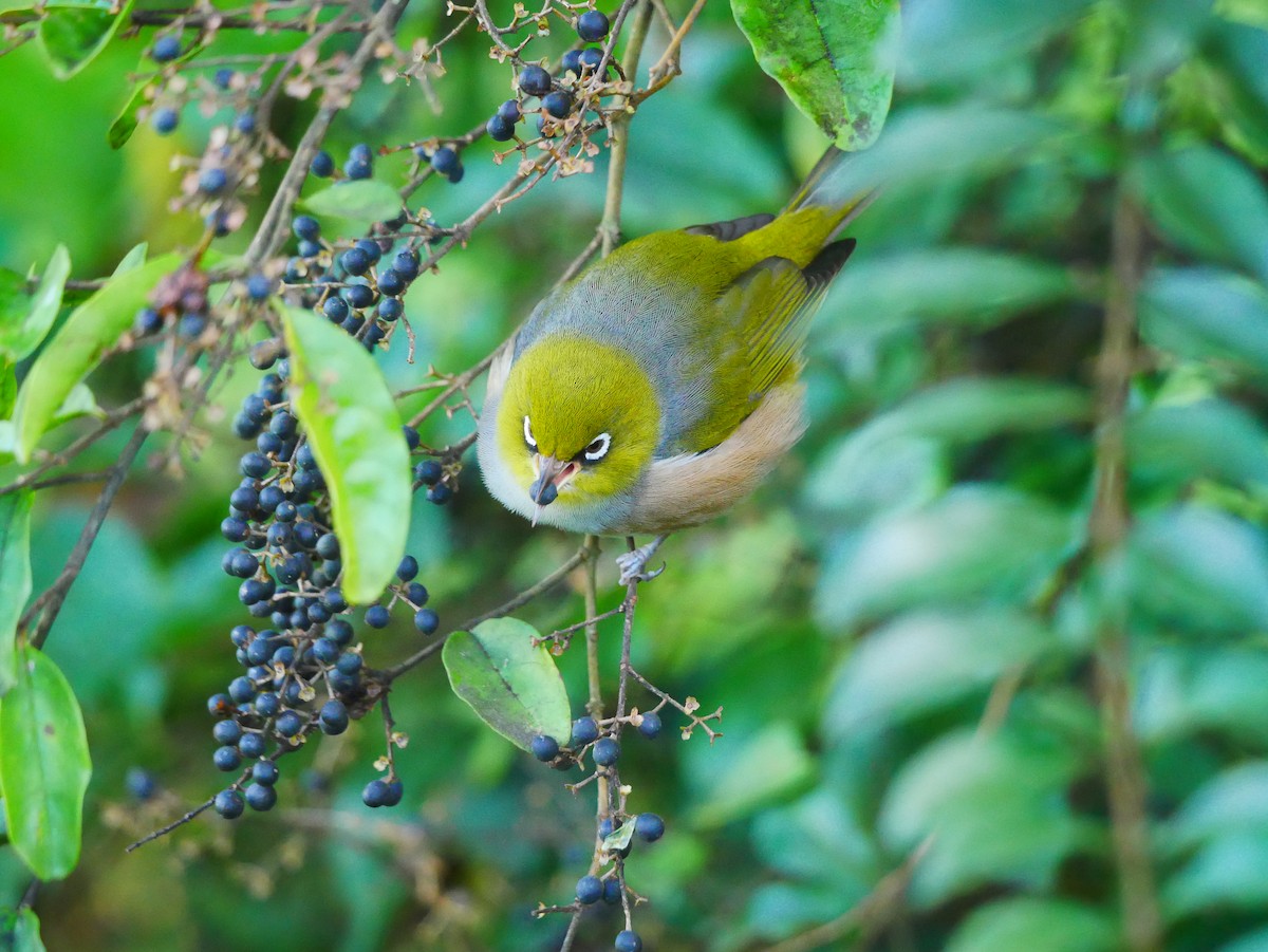 Silvereye - ML620434413