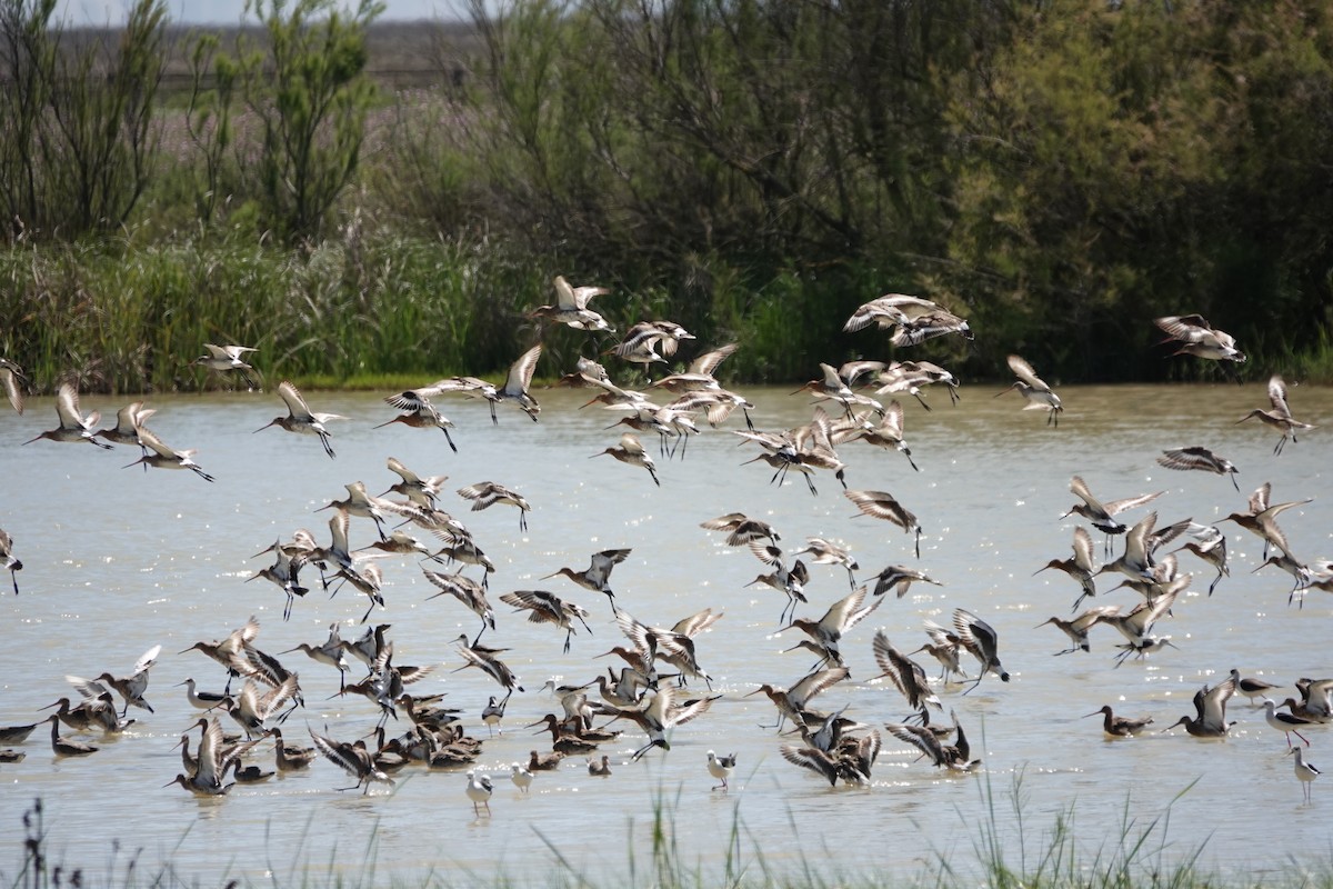 Black-tailed Godwit - ML620434419