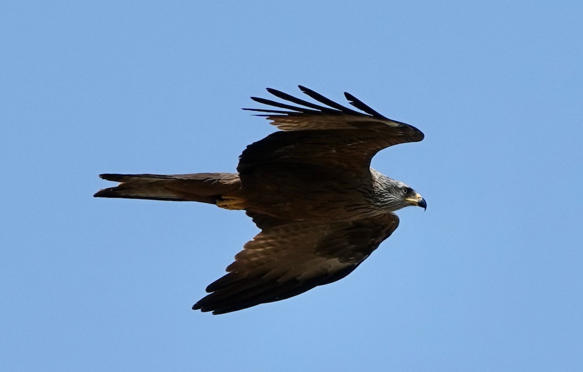 Black Kite (Black) - ML620434426