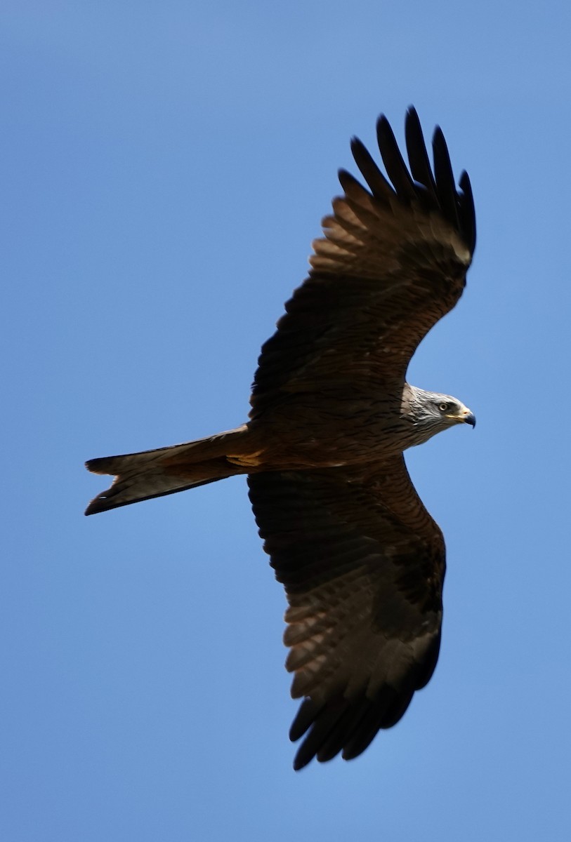 Black Kite (Black) - ML620434427