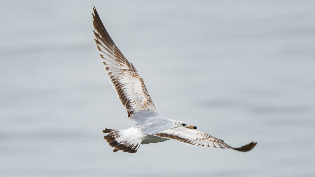 Ring-billed Gull - ML620434428