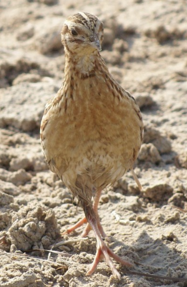 Common Quail - ML620434432