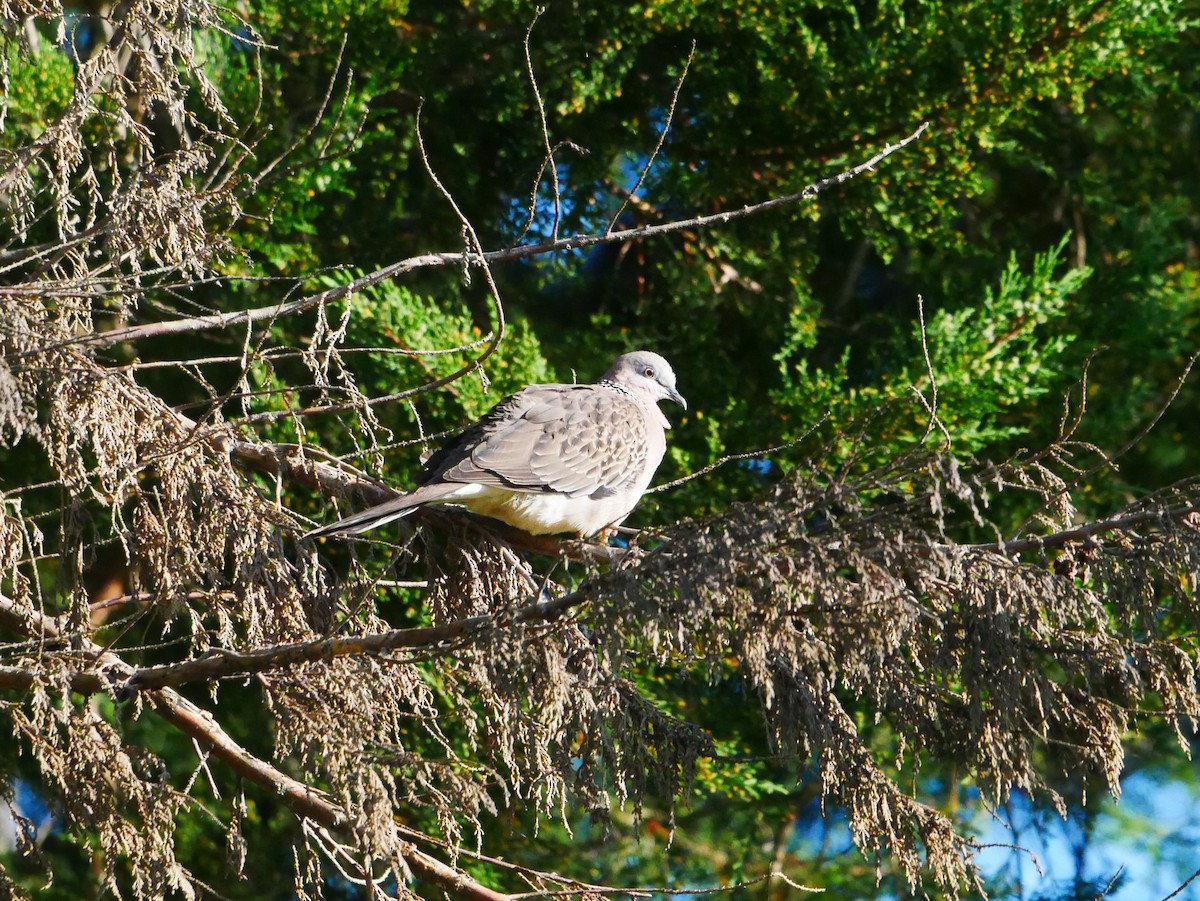 Spotted Dove - ML620434435