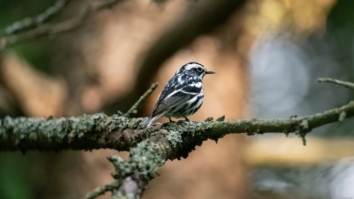 Black-and-white Warbler - ML620434444