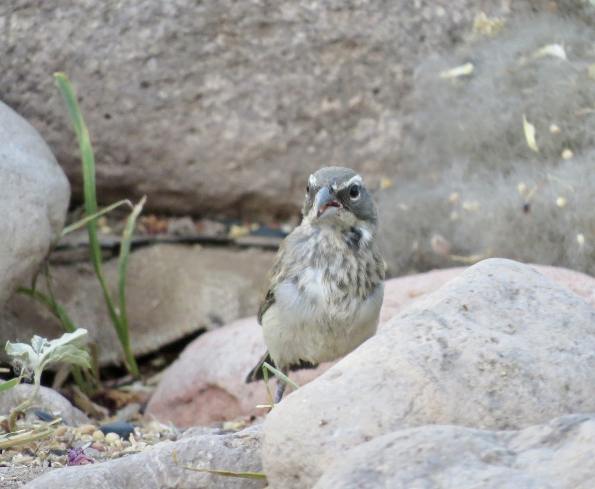 Black-throated Sparrow - ML620434446