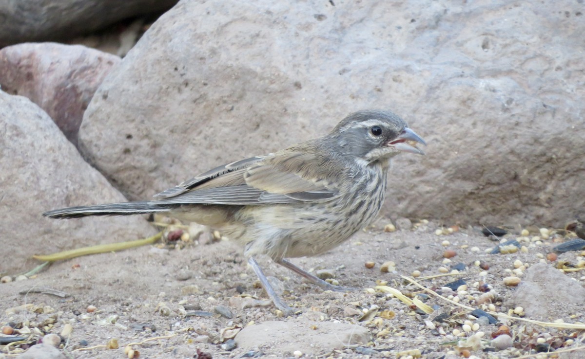 Bruant à gorge noire - ML620434447