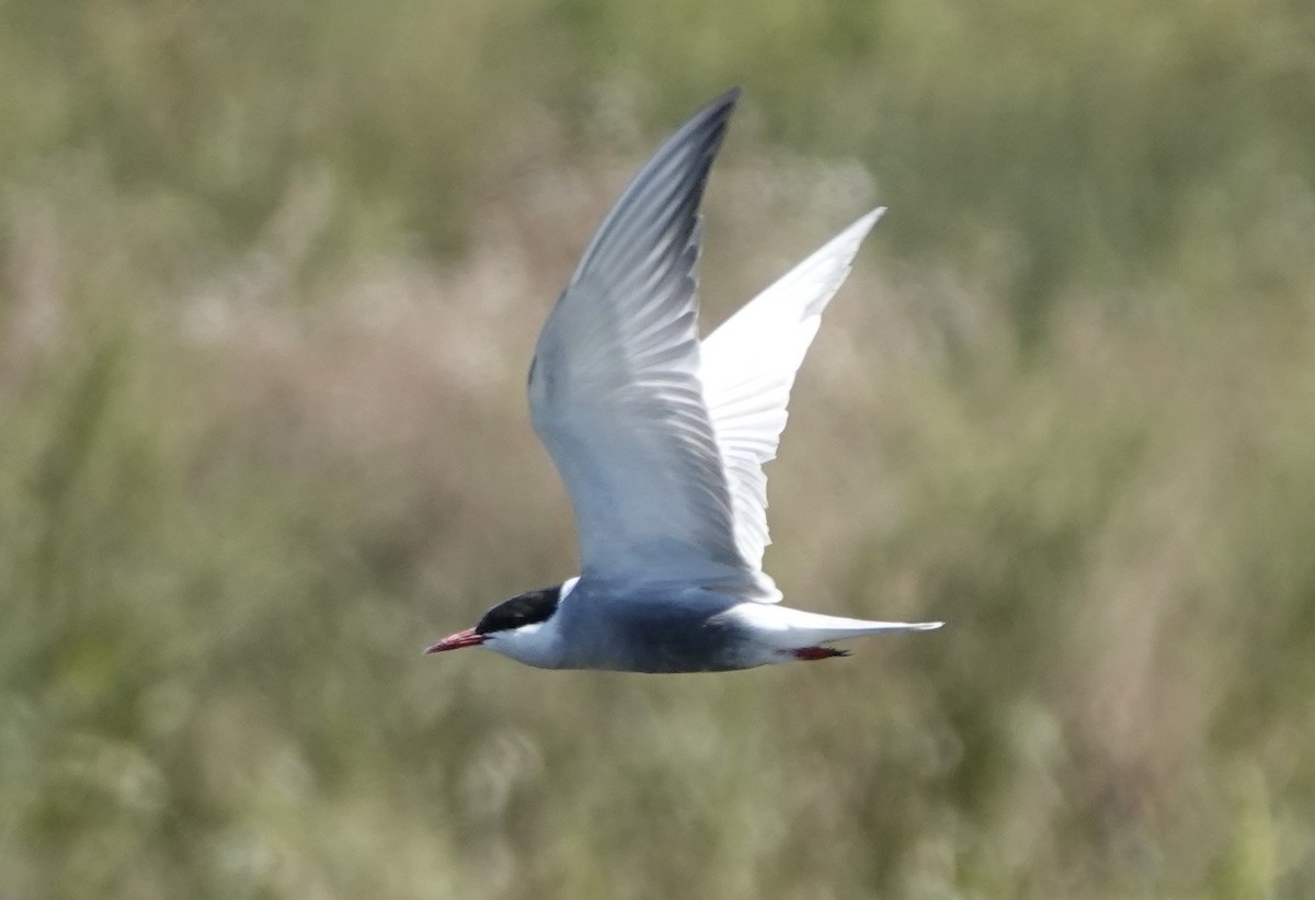 Whiskered Tern - ML620434454