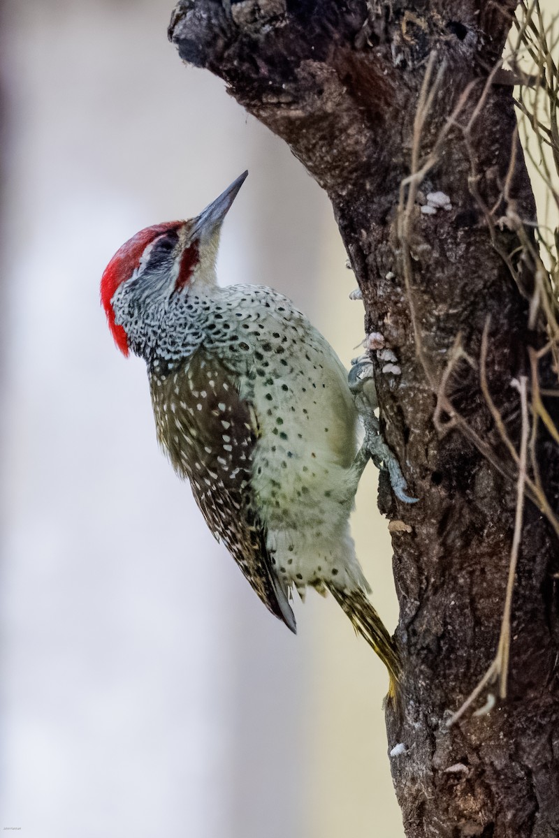 Bearded Woodpecker - ML620434462