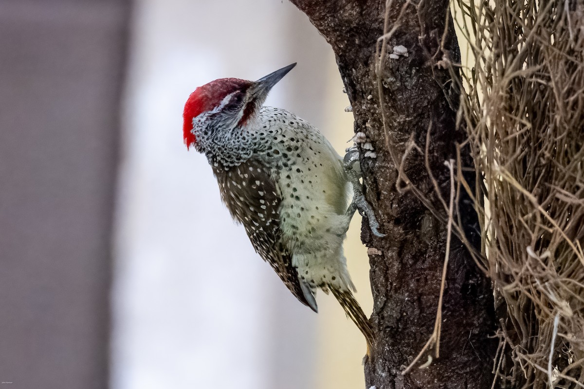 Bearded Woodpecker - ML620434464