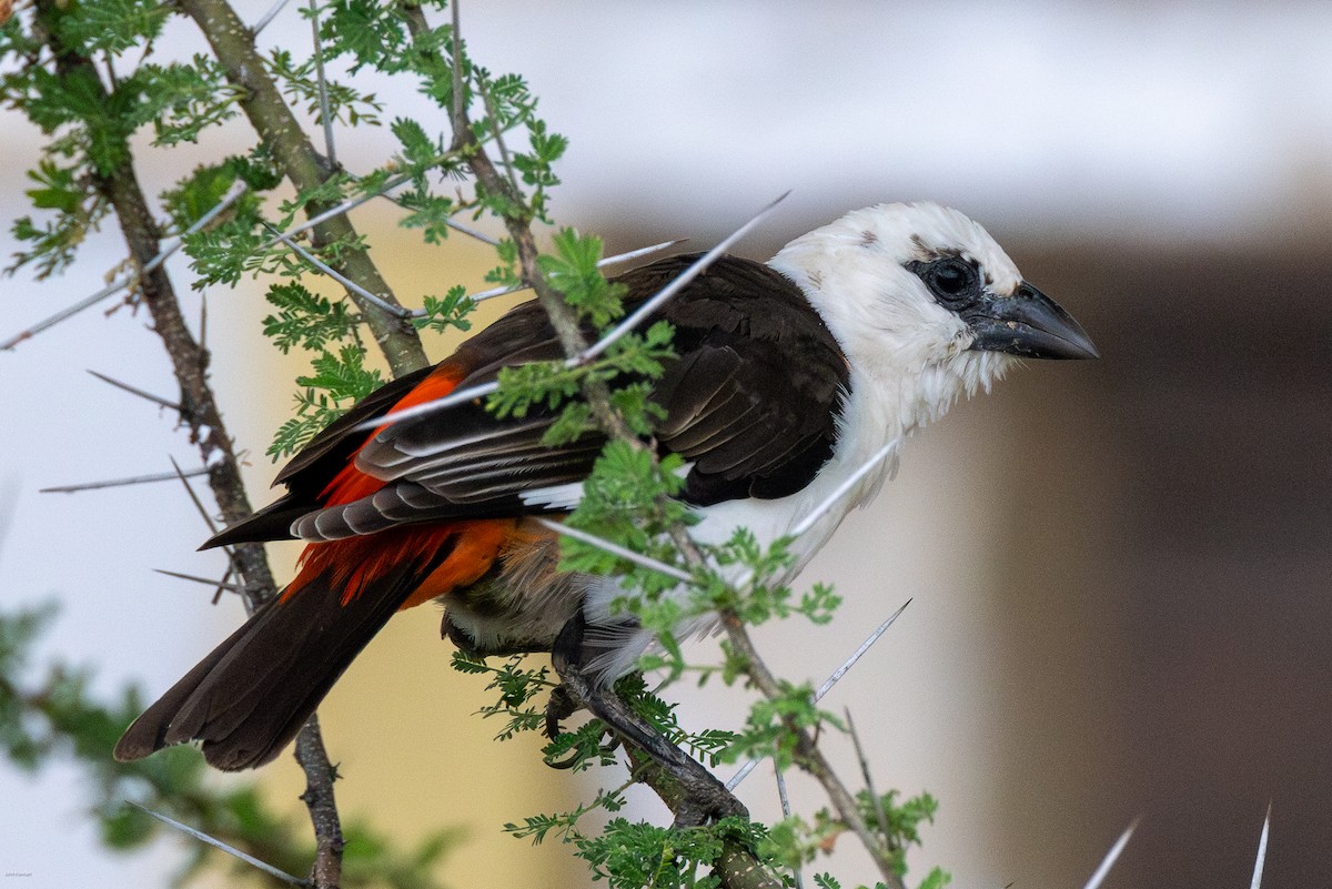 White-headed Buffalo-Weaver - ML620434467