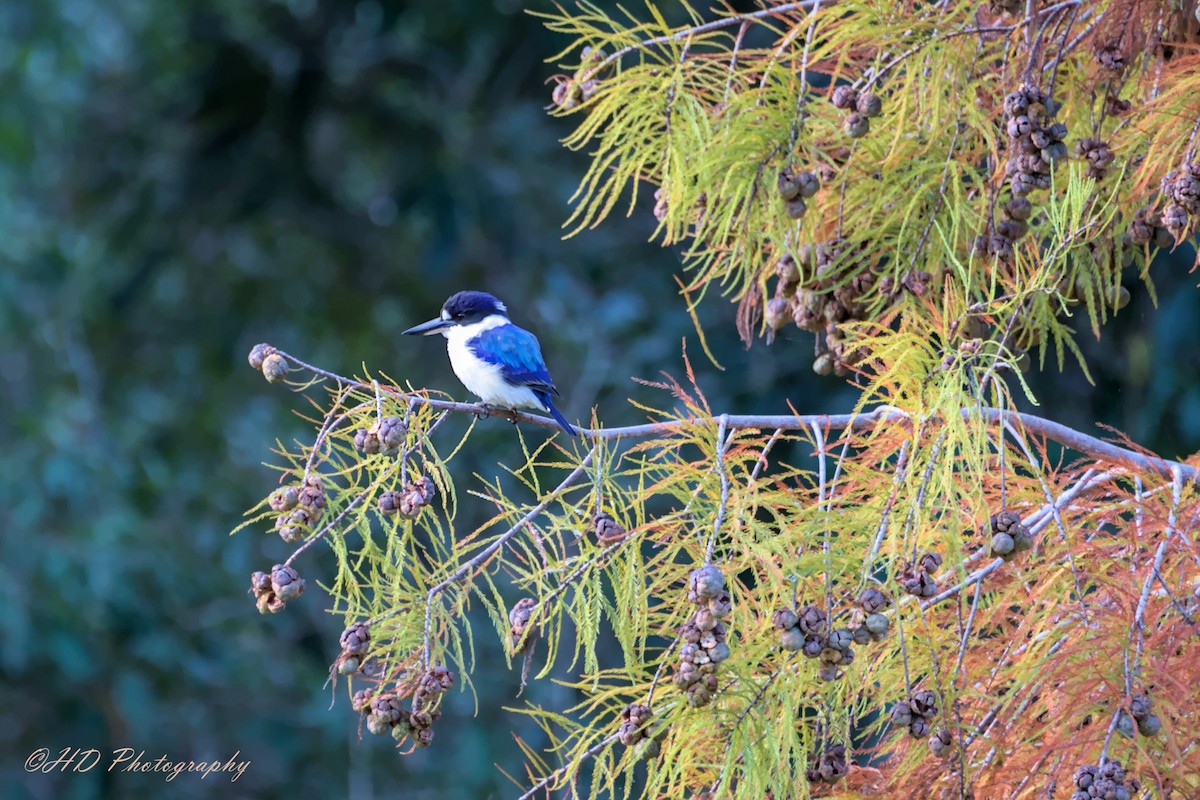 Forest Kingfisher - ML620434468