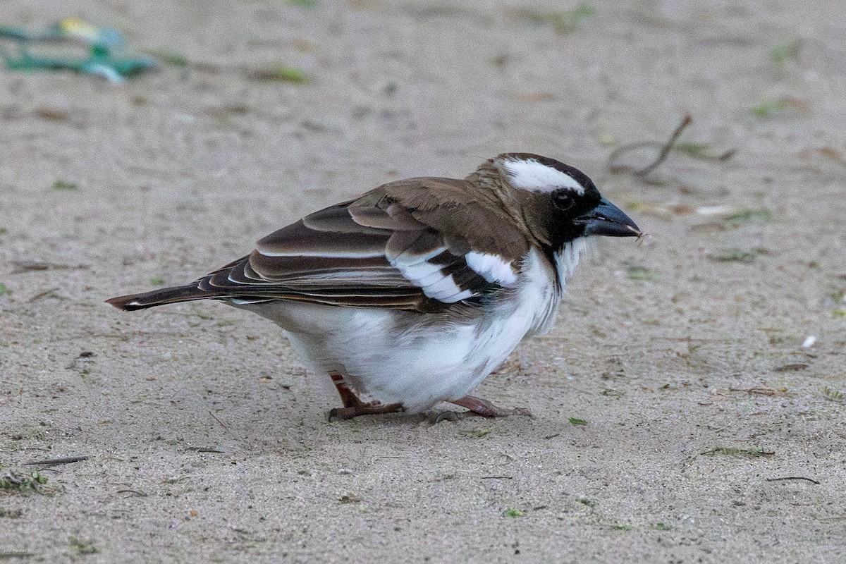 White-browed Sparrow-Weaver - John Hannan