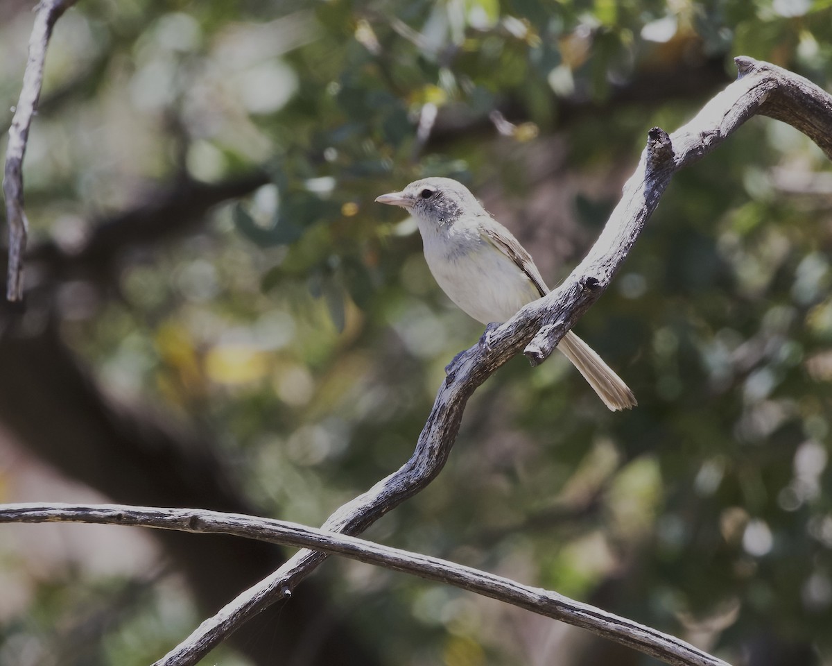 Bell's Vireo - ML620434472