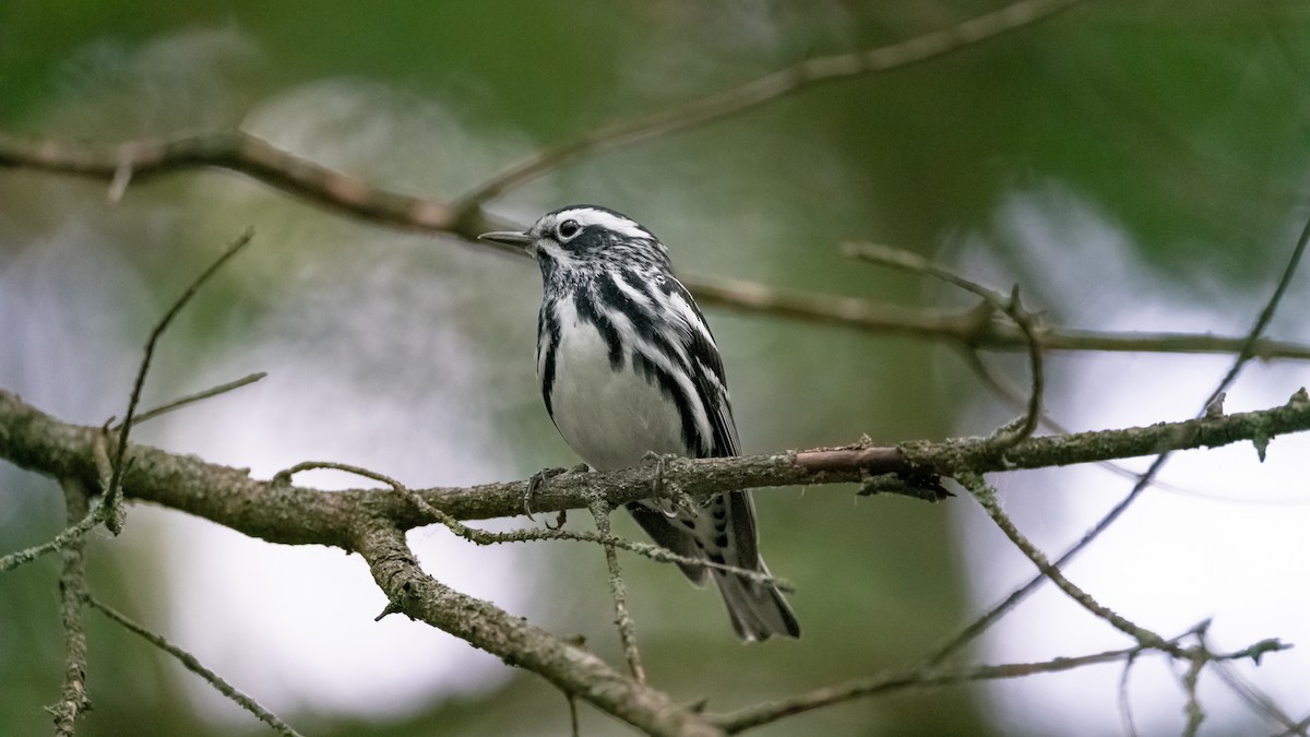 Black-and-white Warbler - ML620434474