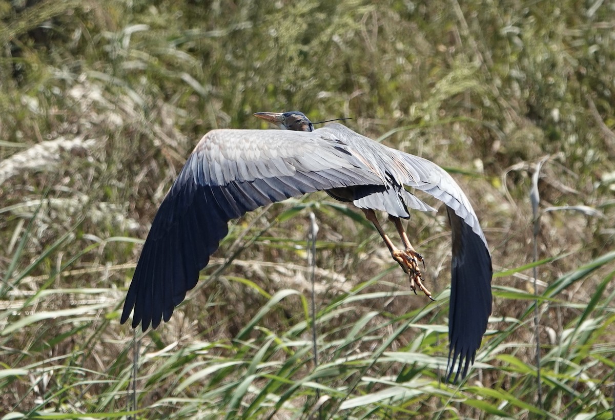 Purple Heron - ML620434477