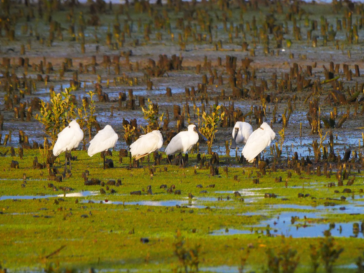 Royal Spoonbill - ML620434496