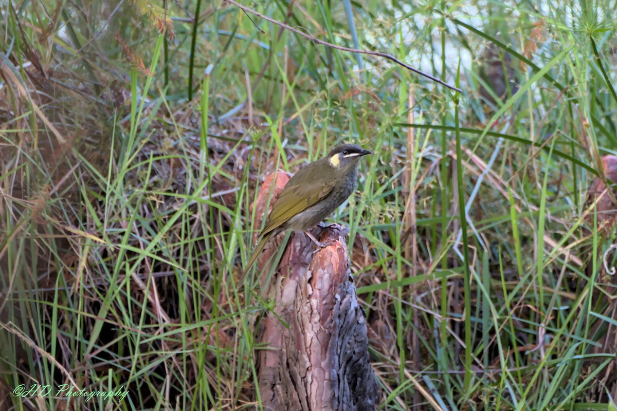 Lewin's Honeyeater - Hugues Debeyser