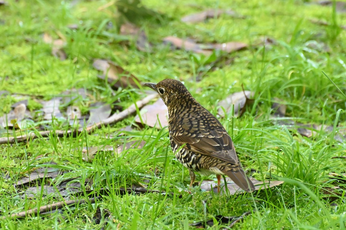 Bassian Thrush - ML620434504