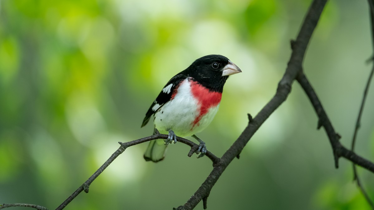 Rose-breasted Grosbeak - ML620434506