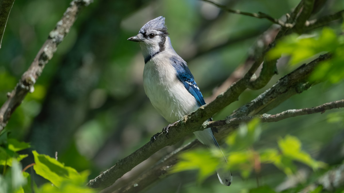 Blue Jay - Aaron Barker