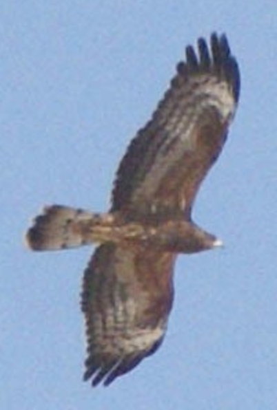 European Honey-buzzard - Michael Grunwell