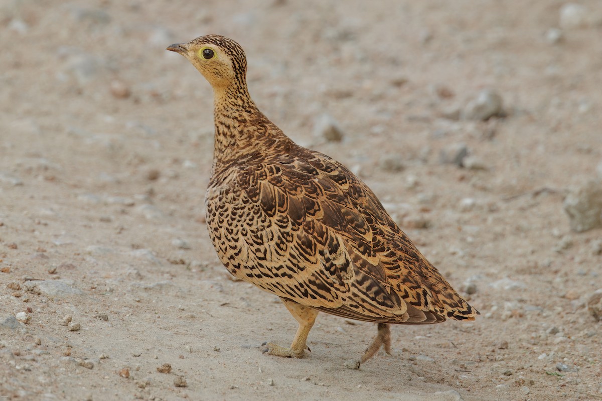 Black-faced Sandgrouse - ML620434511