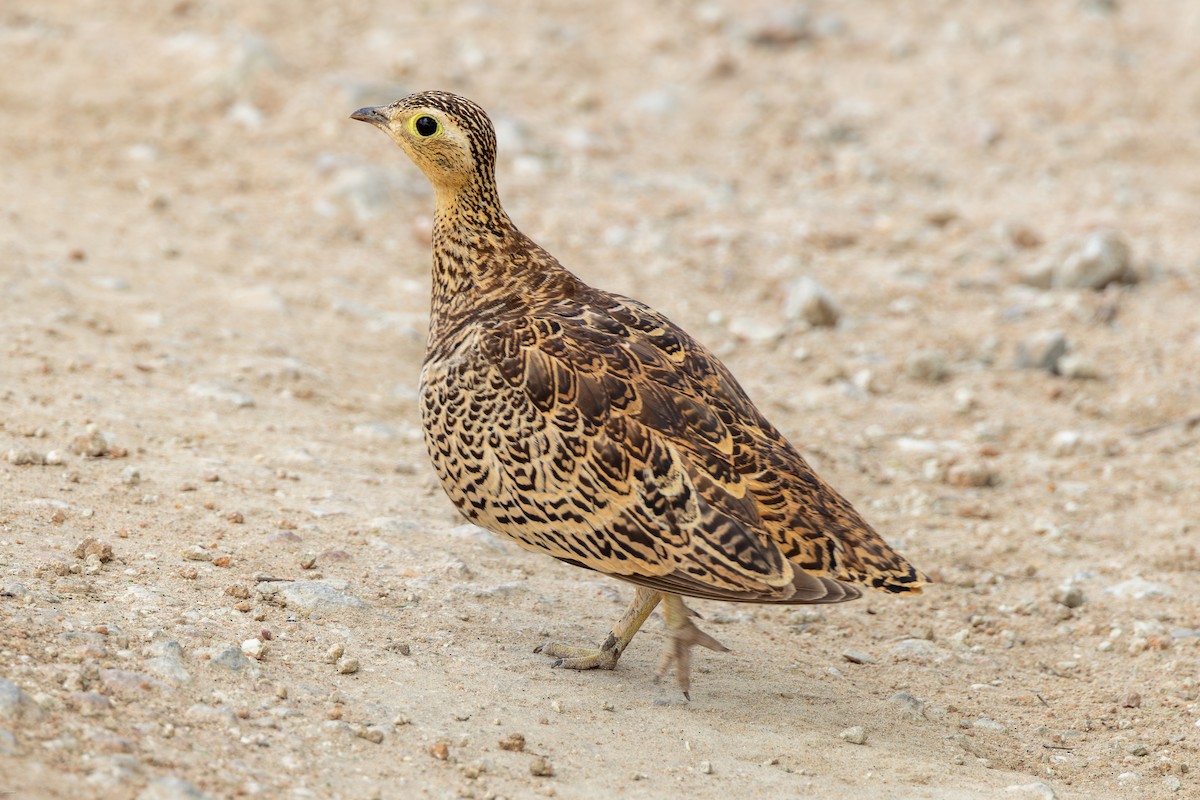 Black-faced Sandgrouse - ML620434514