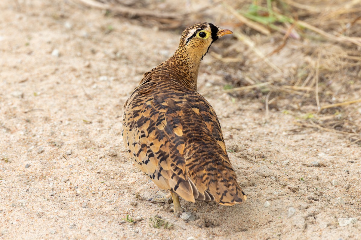 Black-faced Sandgrouse - ML620434515