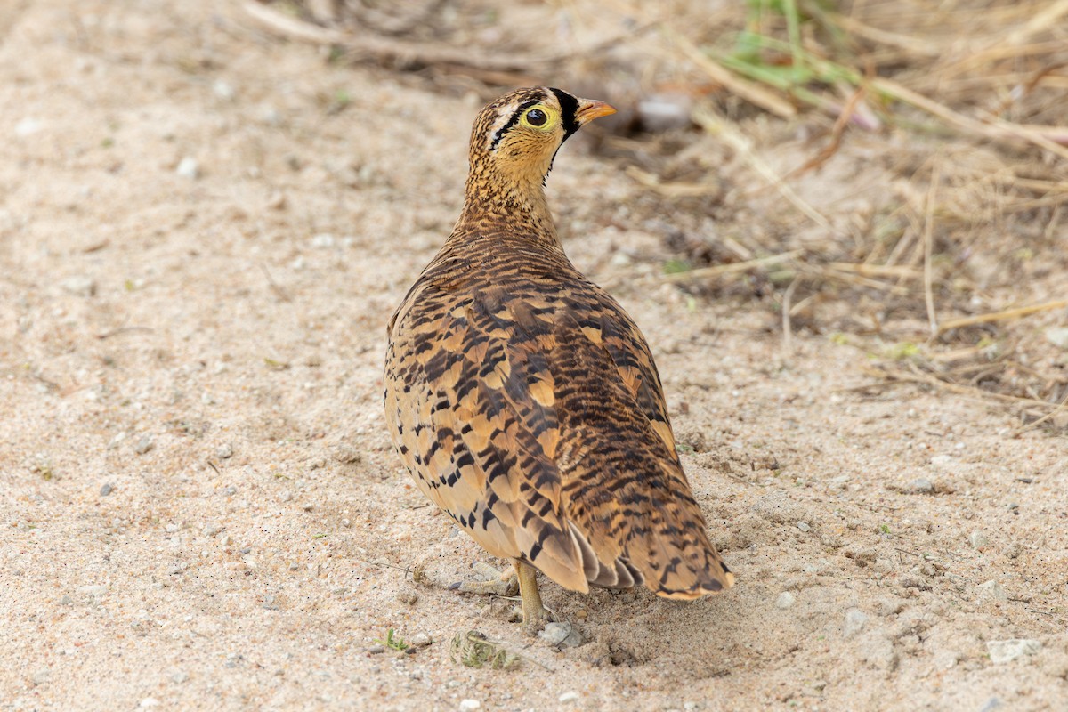 Black-faced Sandgrouse - ML620434516