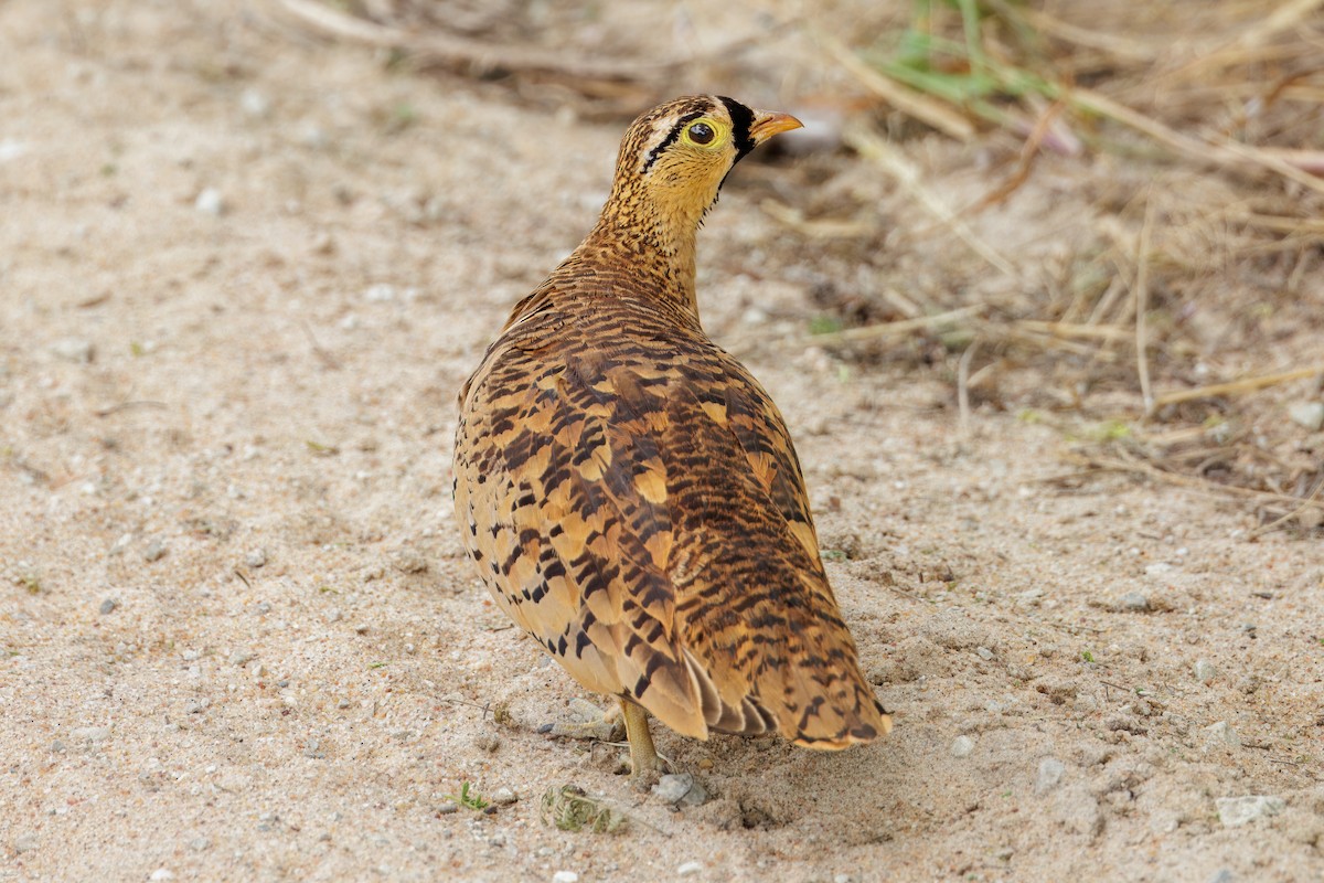 Black-faced Sandgrouse - ML620434517